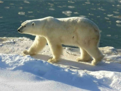 Фотообои белый медведь снег (animals-0000313)