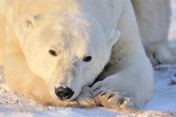 Фотообои белый медведь фото (animals-0000503)