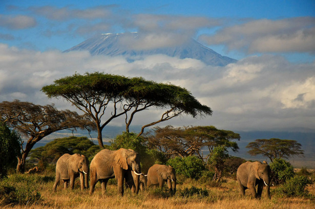 Фотообои Слоны в природе (animals-550)