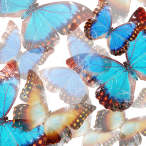 Фотообои бабочки красивые (background-0000109)