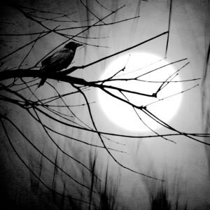 Фотообои черный ворон на ветке (fantasy-0000034)