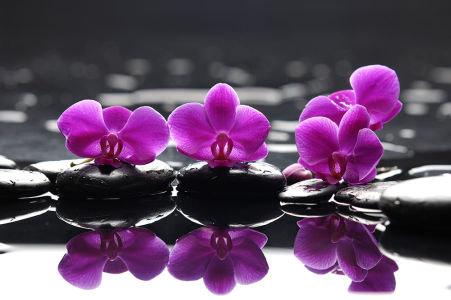 Фотообои Орхидея на камнях (flowers-792)