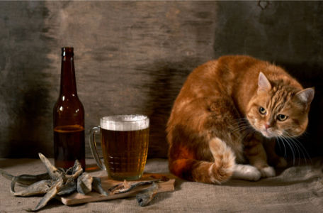 Фотообои для кухни Кот и пиво (food-0000173)