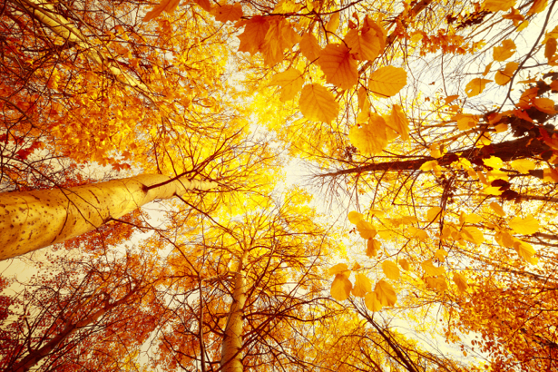 Фотообои осенний лес бархатный сезон (nature-00521)