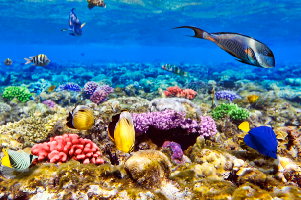 Фотообои ванная 3д кораллы рыбки (underwater-world-00027)