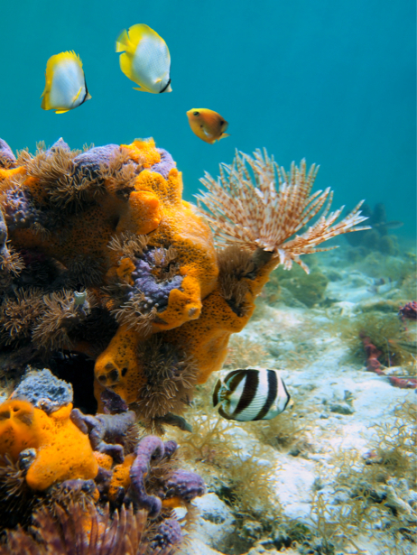 Фотообои кораллы рыбки фауна (underwater-world-00054)