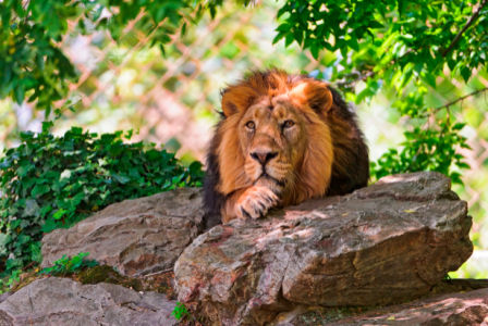 Фотообои лев в камнях в природе (animals-0000022)