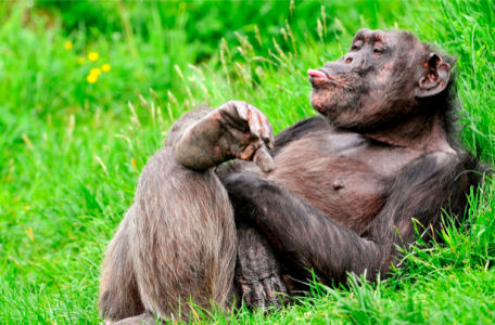 Фотообои обезьяна на отдыхе горилла (animals-0000023)