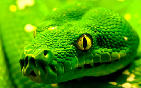 Фотообои зеленая змея, мамба (animals-0000047)