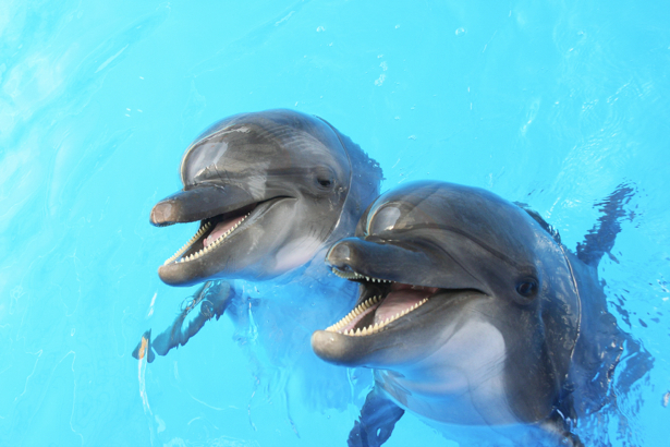 Фотообои дельфины двое (animals-0000298)