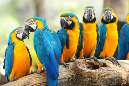 Фотообои попугай ара (animals-0000501)