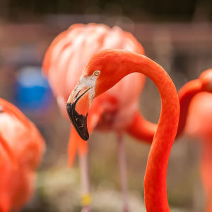 Фотообои Красный Фламинго (animals-564)