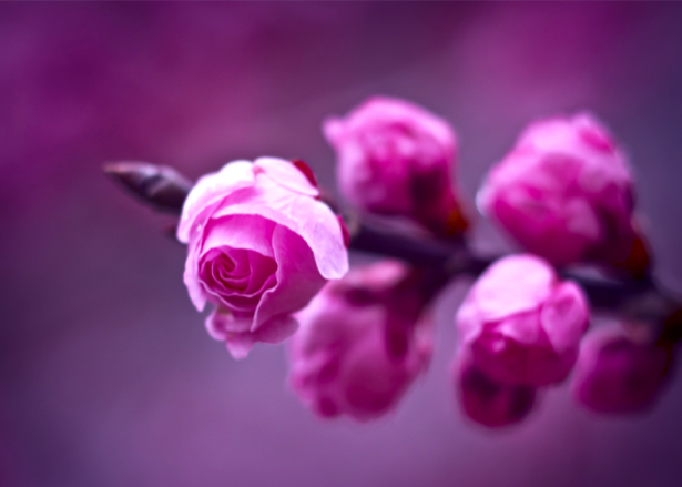 Цветущая ветка Фотообои на стену цветы (flowers-0000016)
