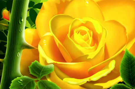 Желтая роза обои на стену цветы (flowers-0000089)