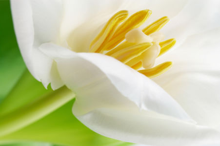 Цветочные обои белые тюльпаны (flowers-0000448)
