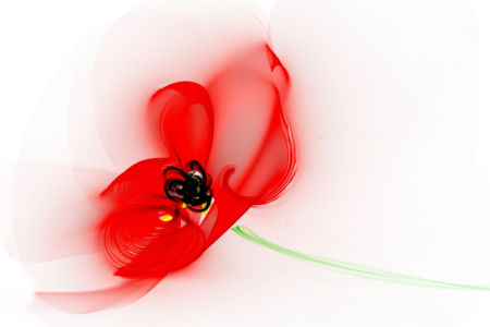 Фото обои для стен Красный тюльпан (flowers-0000600)