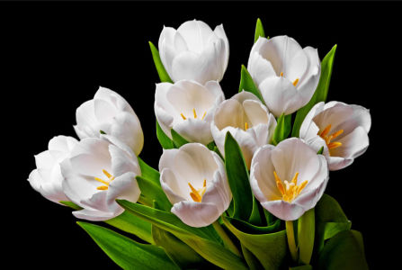 Фотошпалери білі тюльпани (flowers-738)