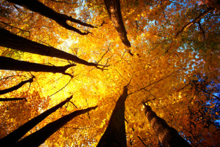 Фотообои осенний лес оранж (nature-0000810)