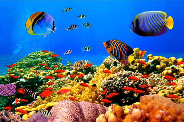 Фотообои ванную кораллы рыбки океан (underwater-world-00009)