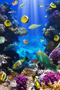 Фотообои подводный мир кораллы рыбки (underwater-world-00132)