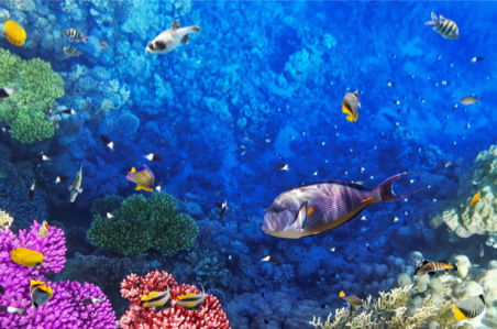 Подводный мир кораллы - фотообои 3д (underwater-world-00149)