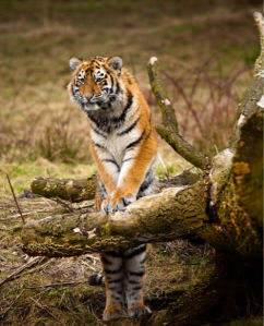 Фотообои тигр и деоево (animals-0000170)