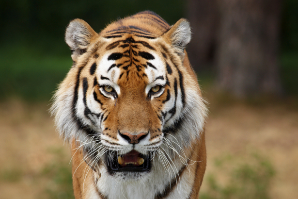 Фотообои тигр в природе (animals-0000175)