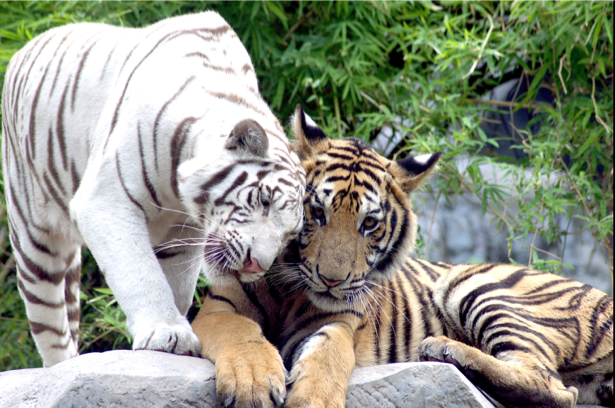 Фотообои тигр белый (animals-0000377)