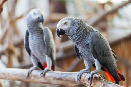 Фотообои серые попугаи (animals-0000410)