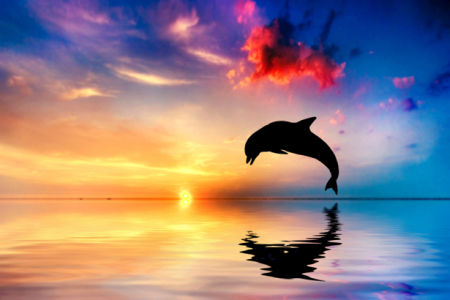 Фотообои Дельфин на закате (animals-0000445)