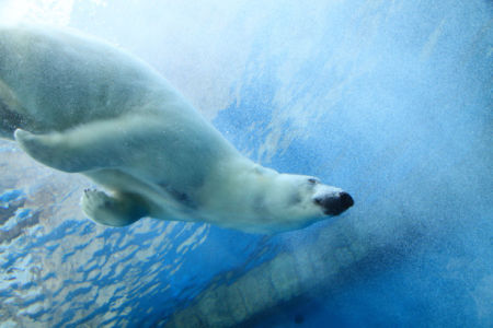 Фотообои белый медведь под водой (animals-0000509)