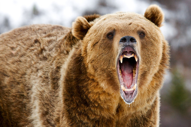 Фотообои Разъяренный медведь (animals-528)