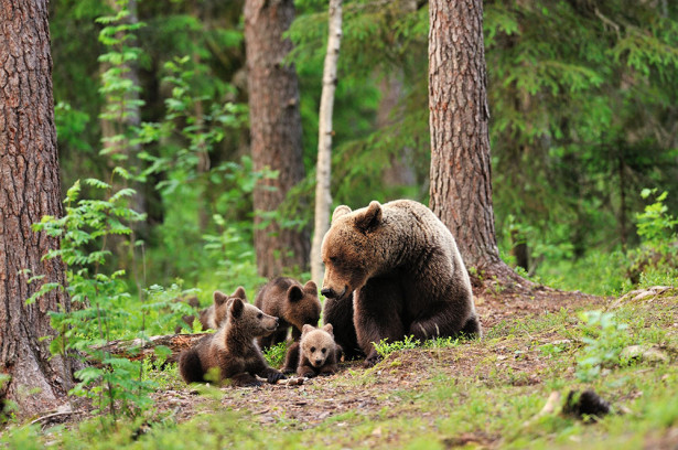 Фотообои Семейство медвежье (animals-531)