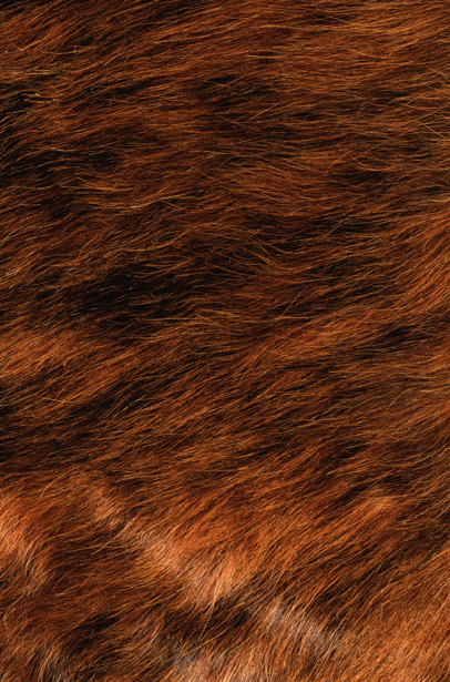 Фотообои текстура мех коричневый (background-0000308)