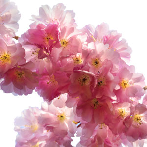 Фотообои цветов на стену Цветущая ветка (flowers-0000010)