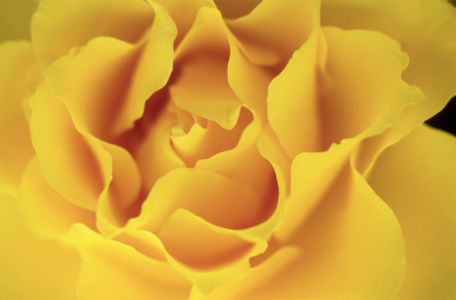 Желтая роза обои на стену цветы (flowers-0000092)