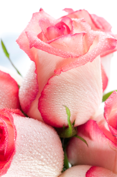 Кремовая роза фотообои цветов (flowers-0000283)