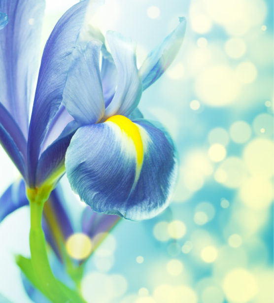 Обои фото Синий ирис (flowers-0000339)