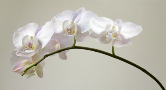 Фотообои в спальню орхидея (flowers-0000368)