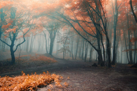 Фотообои осенний лес туман (nature-0000694)