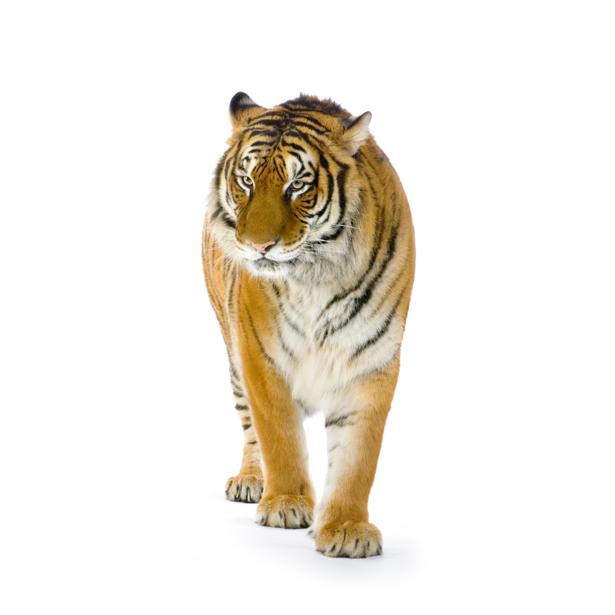 Фотообои тигр на белом фоне (animals-0000252)