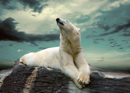 Фотообои белый медведь на камнях (animals-0000264)