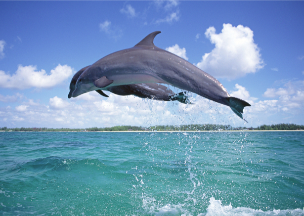 Фотообои дельфины в прыжке (animals-0000300)