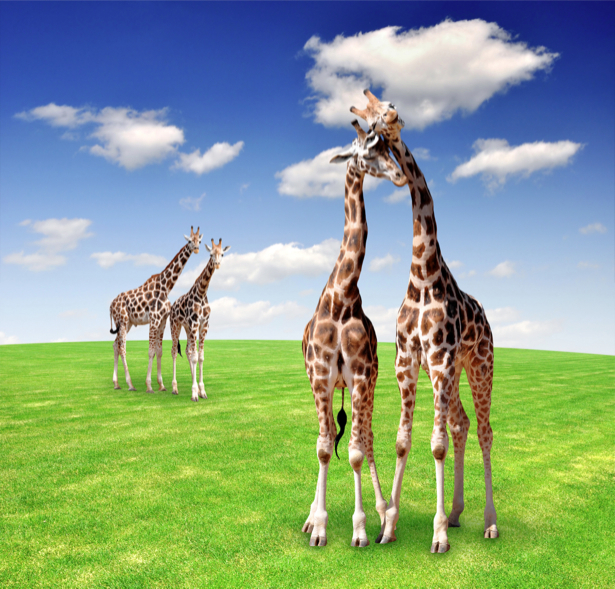 Фотообои жираф пара (animals-0000354)