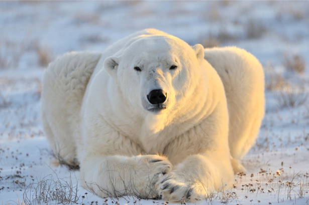 Фотообои белый медведь портрт (animals-0000502)