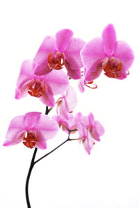 Розовая орхидея фотообои на стену цветы (flowers-0000032)