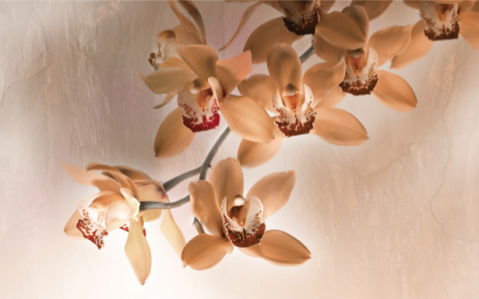 Фотообои на стену кремовой орхидеи (flowers-0000200)