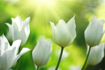 Обои фото цветы белые тюльпаны (flowers-0000445)