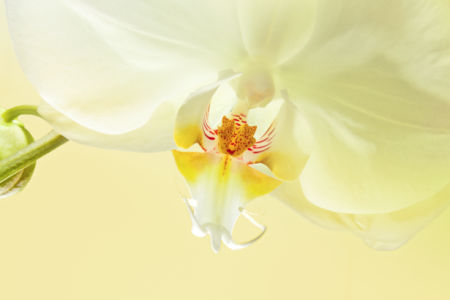 Фото обои цветок белая орхидея (flowers-0000451)