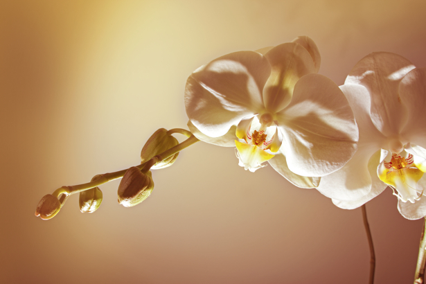 Обои на стену Ветка белой орхидеи (flowers-0000453)